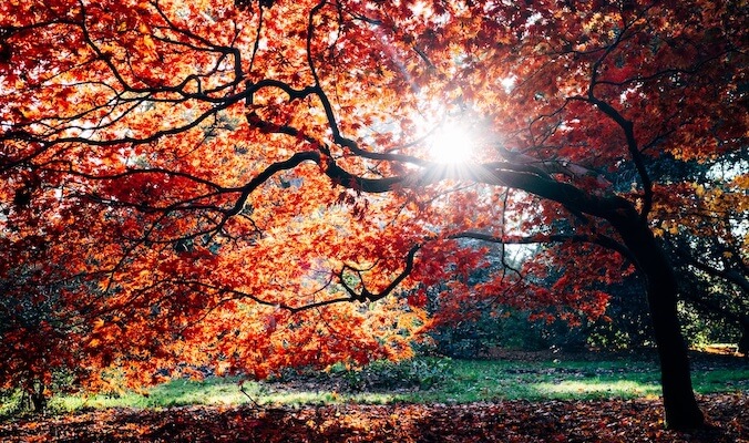 Autumn’s Gentle Embrace: A Guide to Seasonal Change