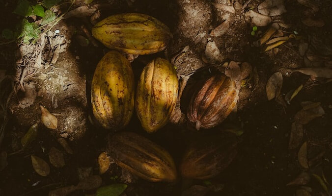 The Origin of Cacao – Aliment of the Gods